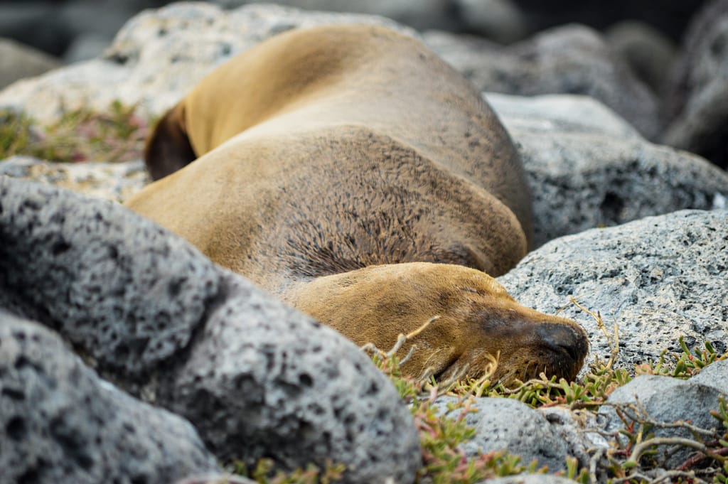 A sea lion snoozes among rocks