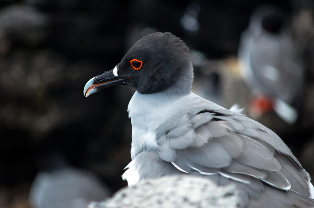 A black and white bird with red circle around its eye
