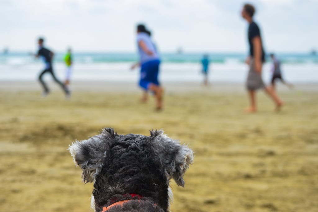 A dog watches people play frisbee on a beach