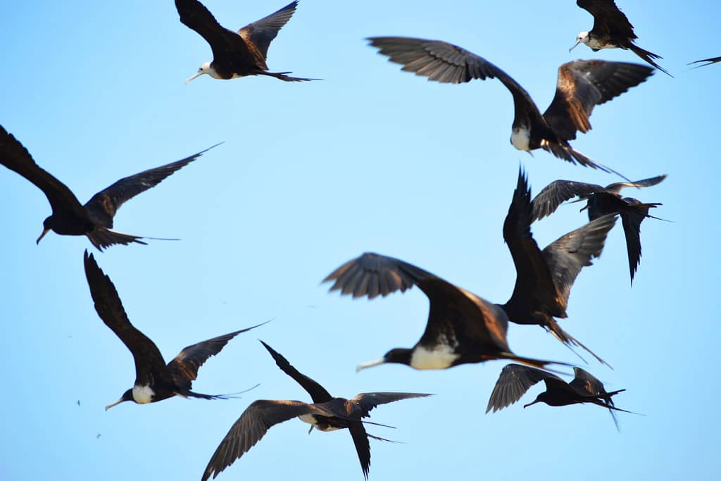 Birds fly in a circle.