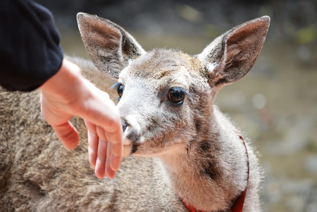 A person holds their hand out to a doe