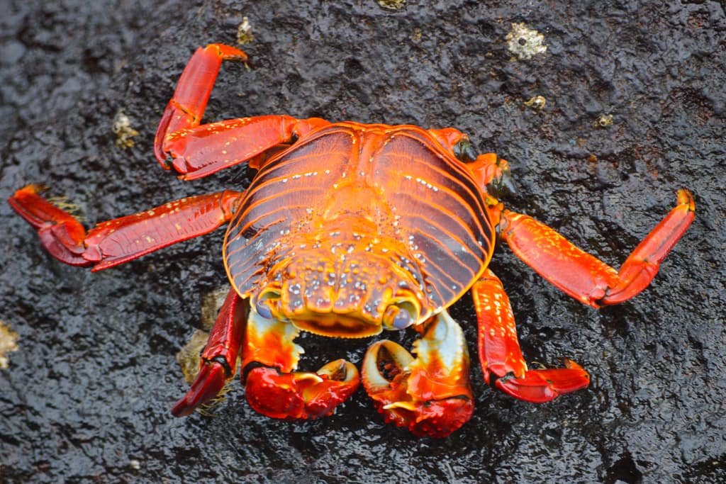 A bright red crab on top of black volcanic rock