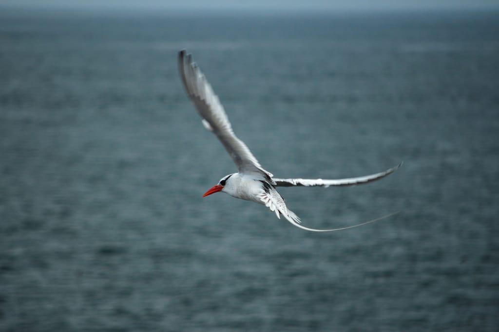 A bird flies above a gray ocean