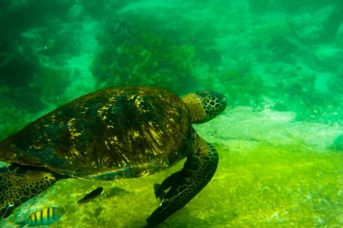 A sea turtle swims in greenish water in the Galapagos