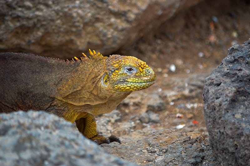 A close up of an iguana