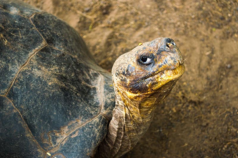 Portrait of a Galápagos tortoise