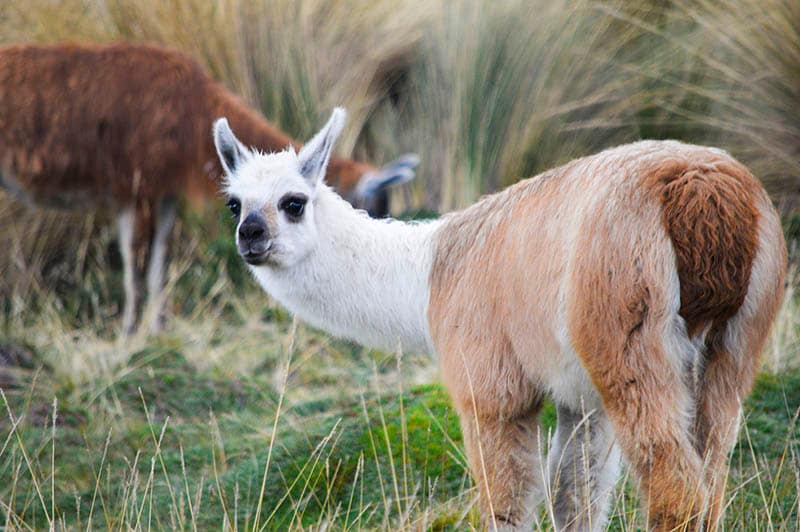 A tan and white alpaca looks at the camera in Quito, Ecuador