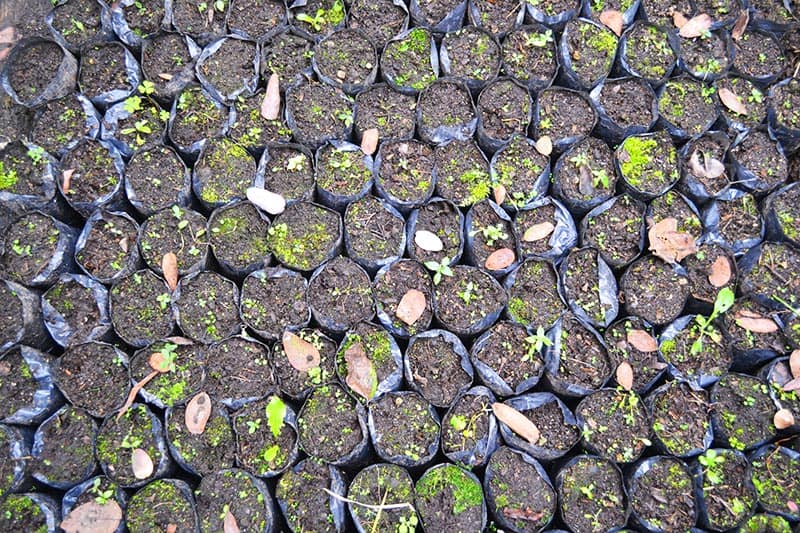 Bags of seeds with dirt and saplings taken from above