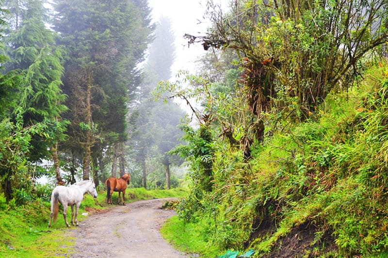 A misty mountain path with two horses in Ecuador