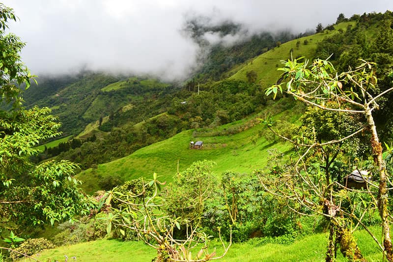 A view of an Andean hillside covered in grass in a cloud forest in Ecuador
