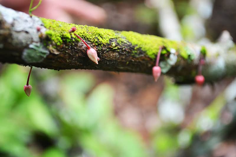 A close up of a red bud growing from a mossy tree branch in Ecuador