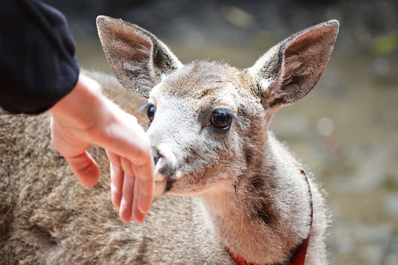 A doe sniffs at a person's outstretched hand