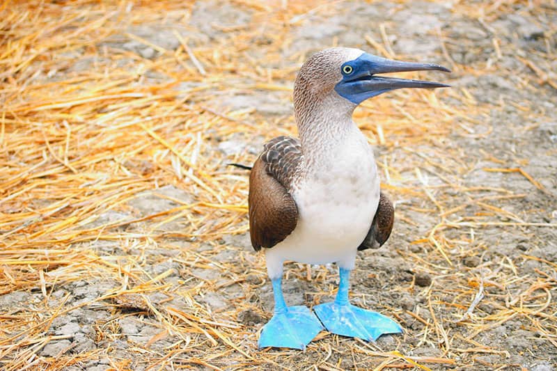 A blue footed booby standing on top of straw