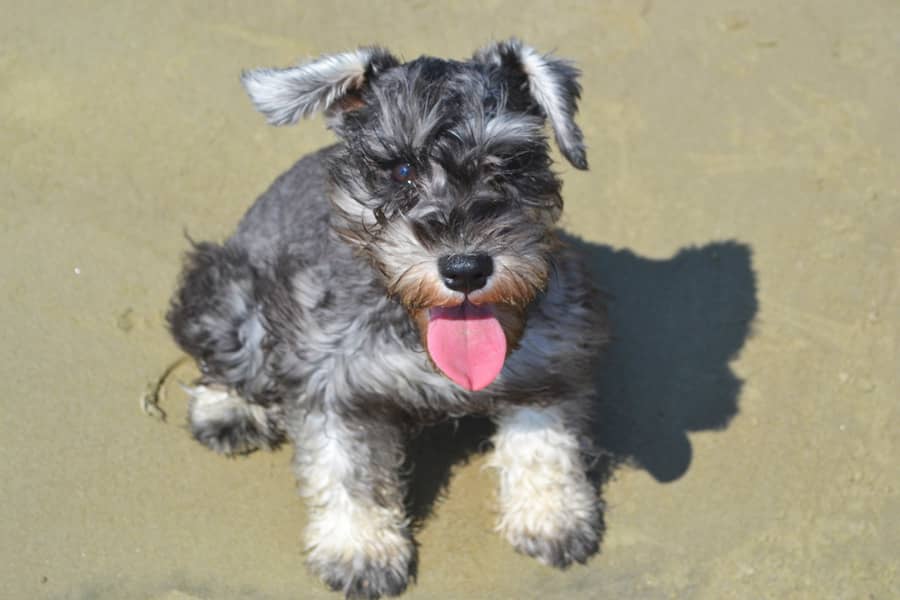 A gray and white miniature schnauzer sitting on a beach with tongue out